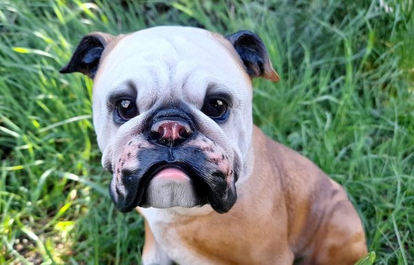 PES BULDOG - Image 3