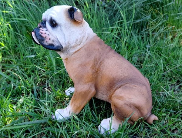 PES BULDOG - Image 4