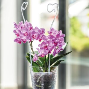 Orchideák okrúhlý Diamant